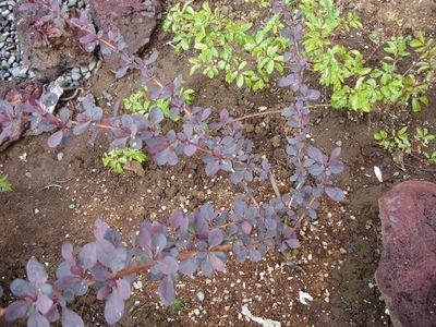 purpurabroddur-og-blomalfar.jpg