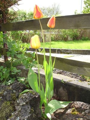 tulipanar.jpg