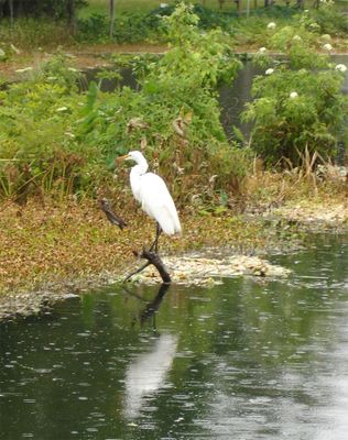 Great-white-egret-1000